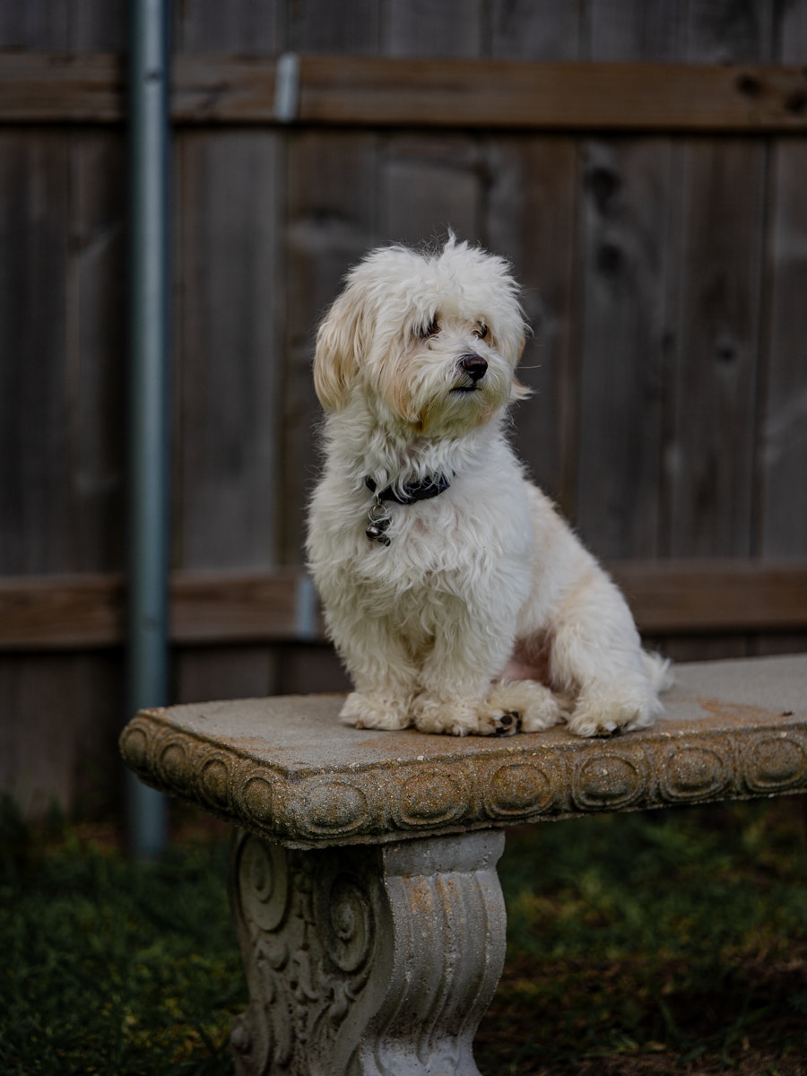 A small white dog sitting on top of a stone bench